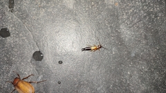 Carcinophora americana