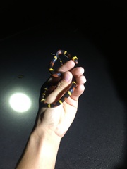 Lampropeltis elapsoides