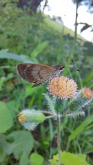 Callimormus saturnus