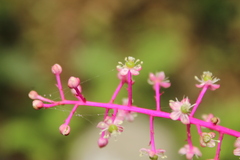 Phytolacca rivinoides