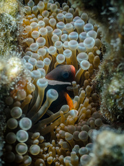 Amphiprion rubrocinctus