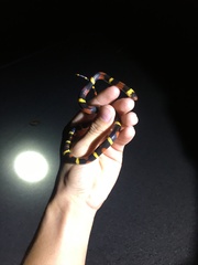 Lampropeltis elapsoides