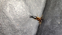 Carcinophora americana