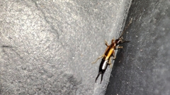 Carcinophora americana