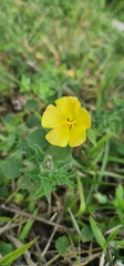 Pavonia sepium