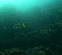 Caranx caninus