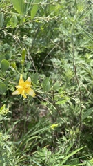 Hemerocallis lilioasphodelus