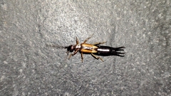 Carcinophora americana