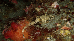 Agonopsis chiloensis