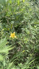 Hemerocallis lilioasphodelus