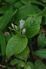 Spigelia humboldtiana