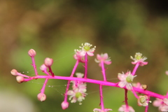 Phytolacca rivinoides