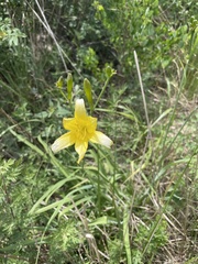Hemerocallis lilioasphodelus