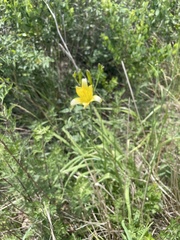 Hemerocallis lilioasphodelus