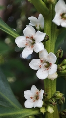 Myoporum insulare