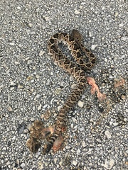 Crotalus adamanteus