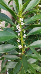 Myoporum insulare