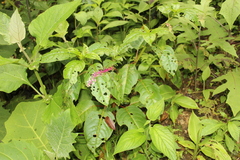 Phytolacca rivinoides
