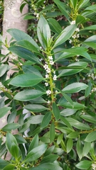 Myoporum insulare