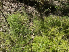 Asparagus aethiopicus