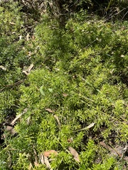 Asparagus aethiopicus
