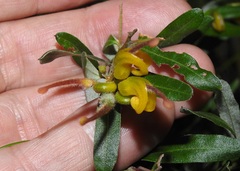 Grevillea chrysophaea