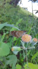 Callimormus saturnus