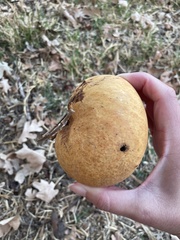 Andricus quercuscalifornicus