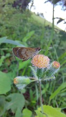 Callimormus saturnus