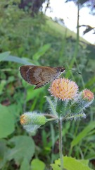 Callimormus saturnus