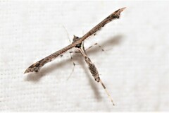 Anstenoptilia marmarodactyla