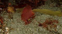 Pseudophycodrys phyllophora