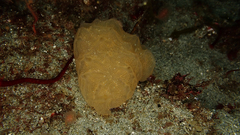 Aplidium fuegiense