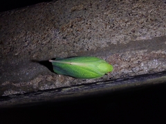 Siphanta acuta