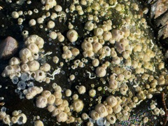 Amphibalanus improvisus