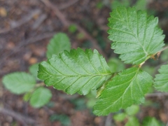 Nothofagus pumilio