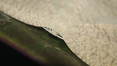 Acropteris ciniferaria