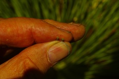 Xanthorrhoea johnsonii