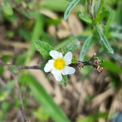 Sida spinosa