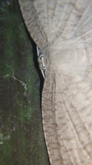 Acropteris ciniferaria