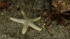 Anasterias antarctica