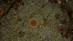 Isoparactis fionae