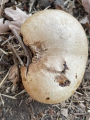 Andricus quercuscalifornicus