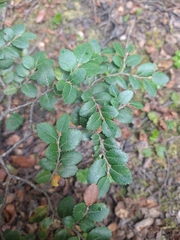 Nothofagus betuloides