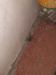 Lycosinae