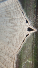 Acropteris ciniferaria