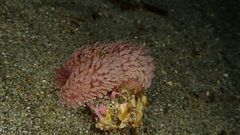 Aeolidia