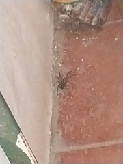 Lycosinae
