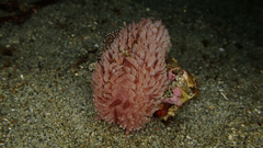 Aeolidia