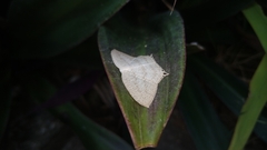 Acropteris ciniferaria